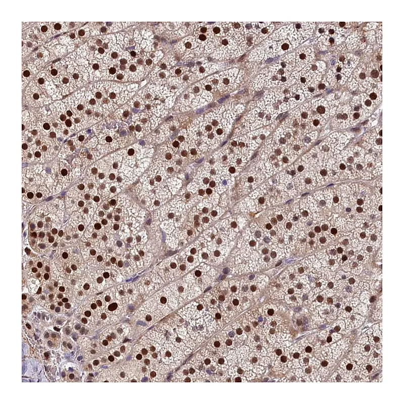 Atlas Antibodies Anti-CHST12 Antibody