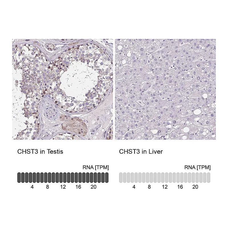 Atlas Antibodies Anti-CHST3 Antibody