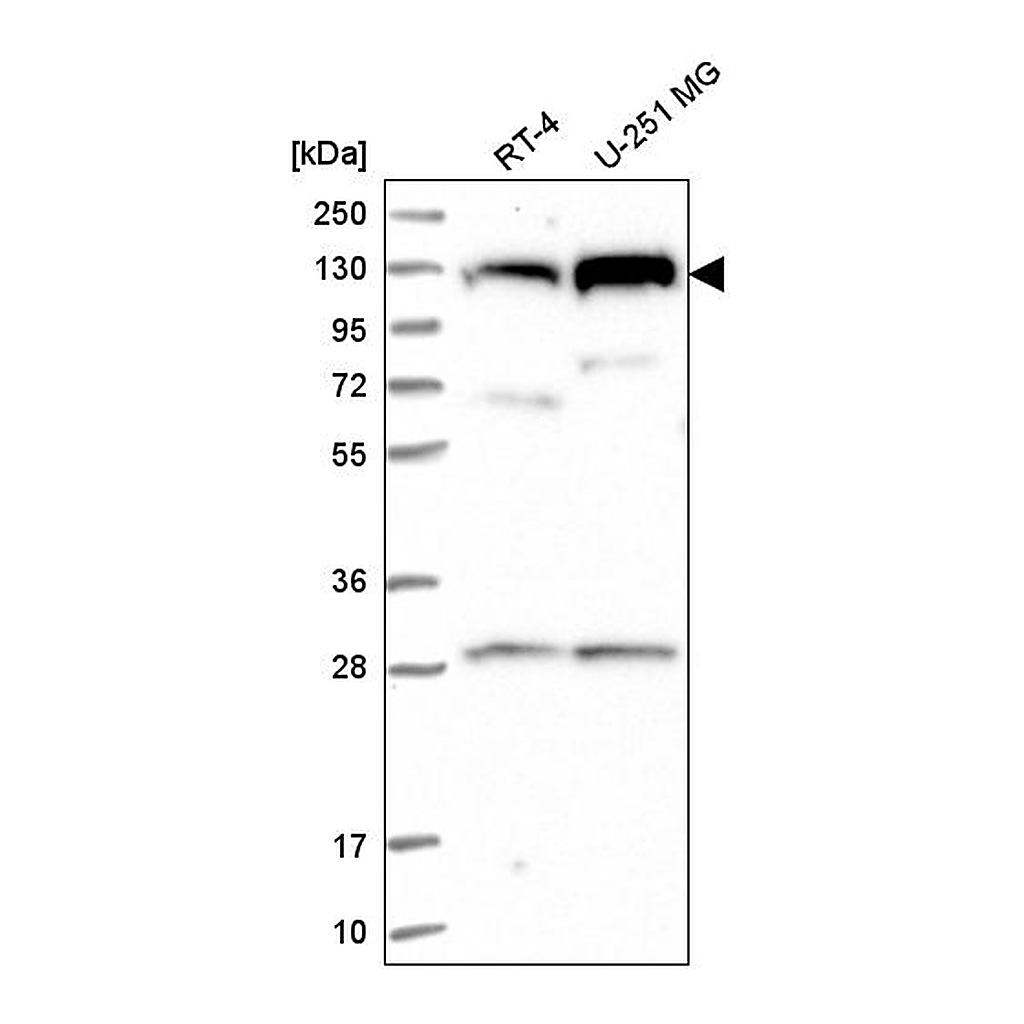 Atlas Antibodies Anti-CHTF18 Antibody