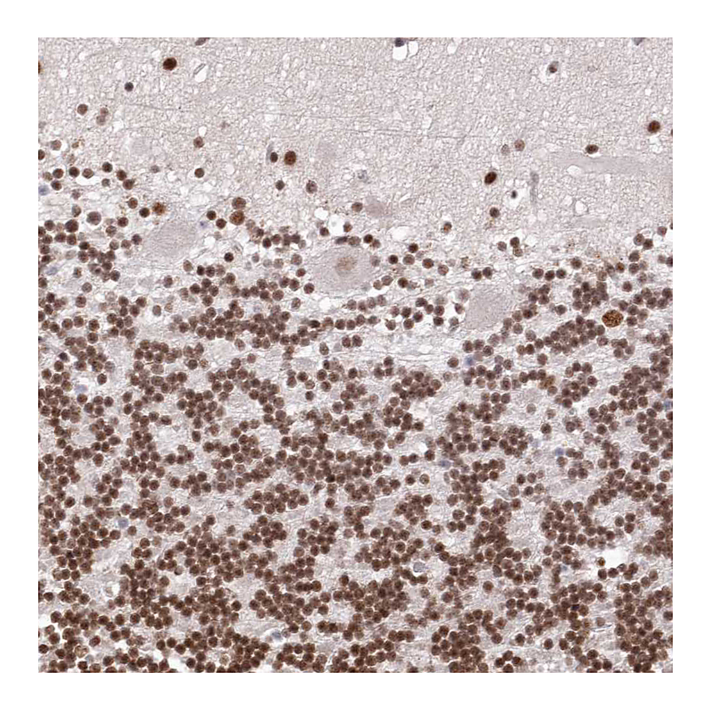 Atlas Antibodies Anti-CHTOP Antibody