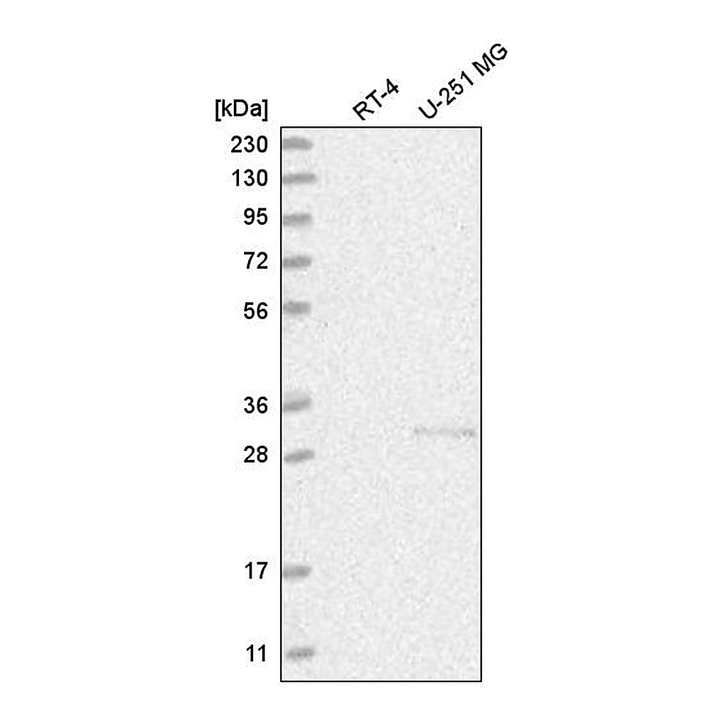 Atlas Antibodies Anti-CHTOP Antibody