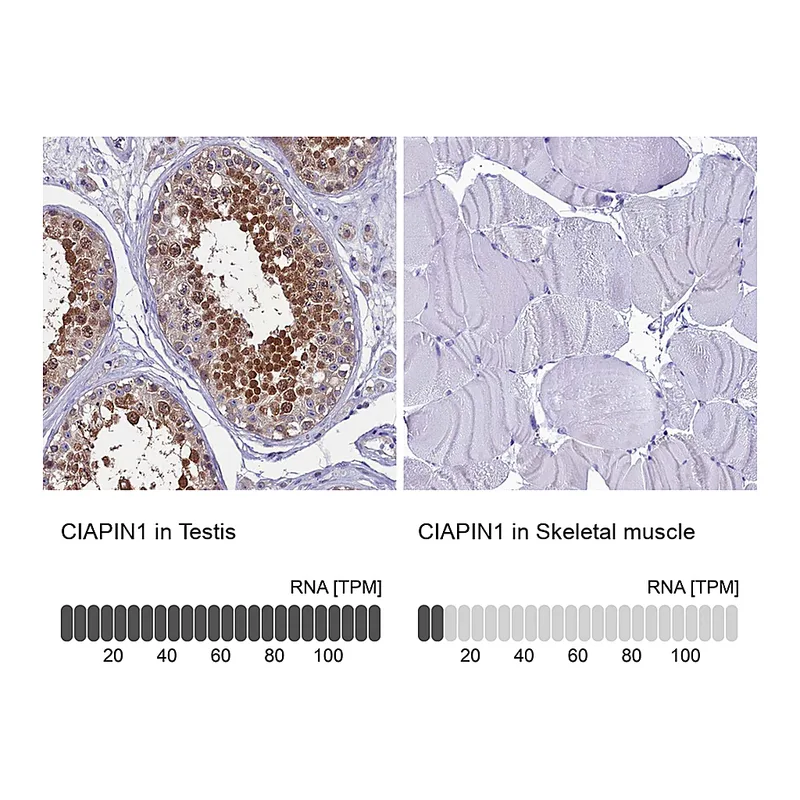 Atlas Antibodies Anti-CIAPIN1 Antibody