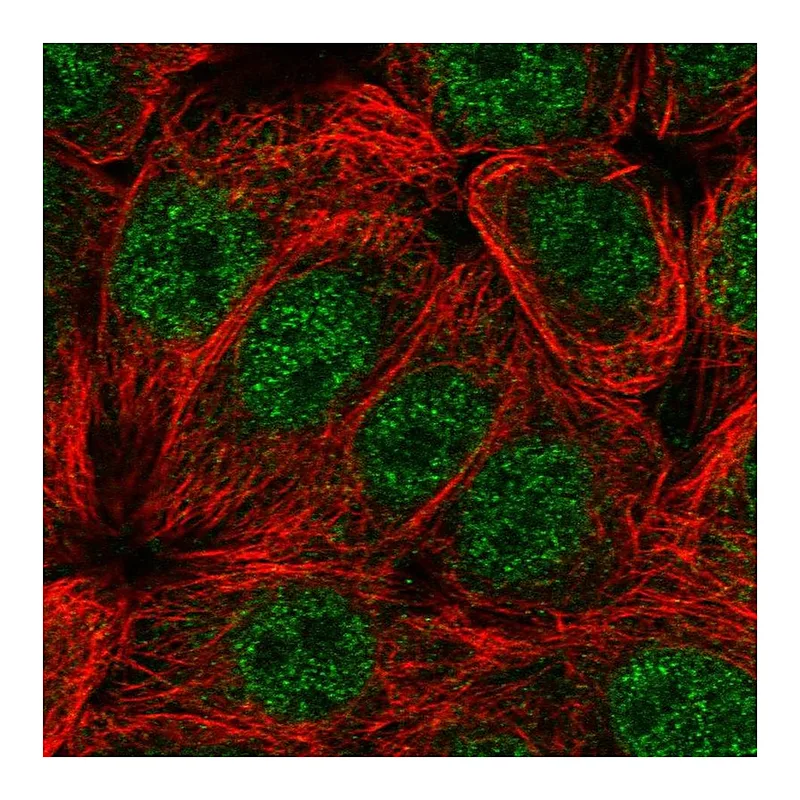 Atlas Antibodies Anti-CIART Antibody