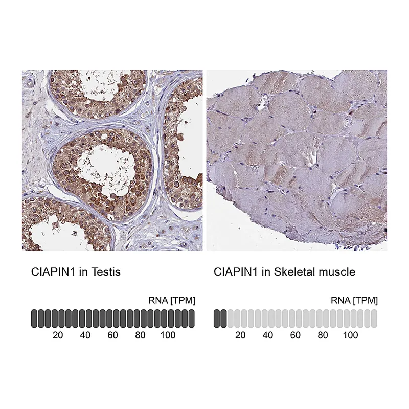 Atlas Antibodies Anti-CIAPIN1 Antibody
