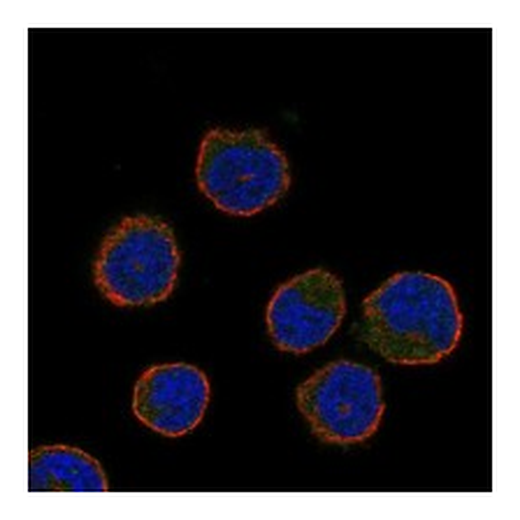 Atlas Antibodies Anti-CIB3 Antibody