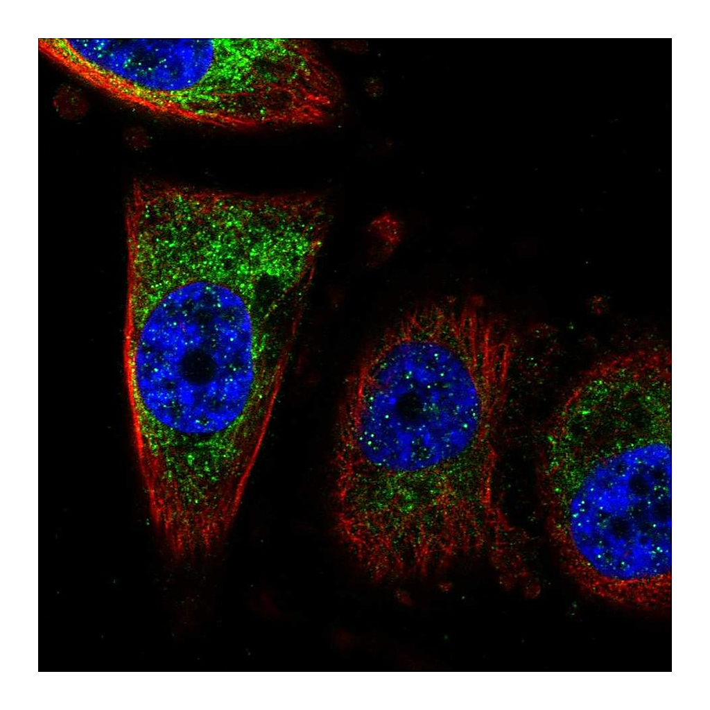 Atlas Antibodies Anti-CISD1 Antibody