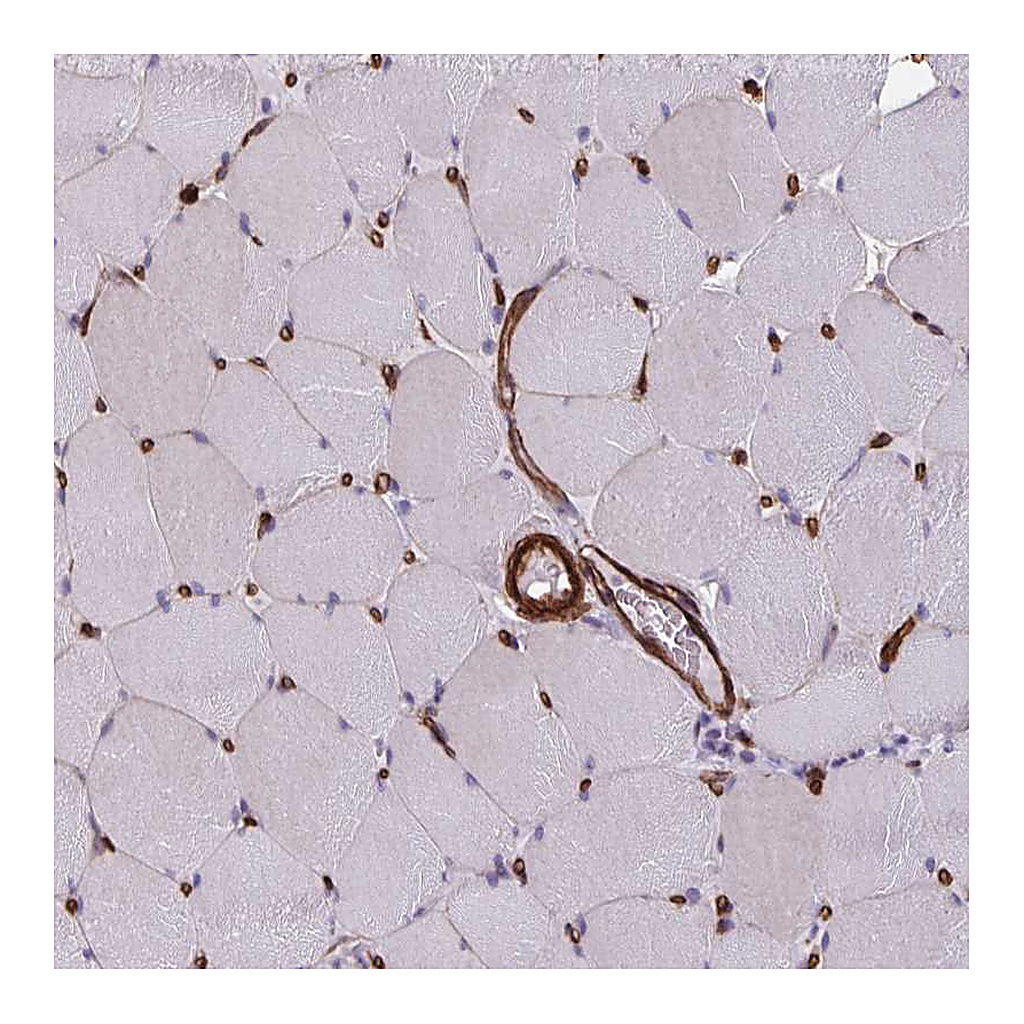 Atlas Antibodies Anti-CITED4 Antibody