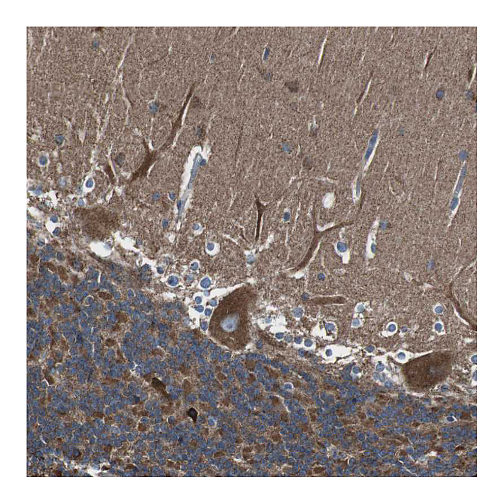 Atlas Antibodies Anti-CISD2 Antibody