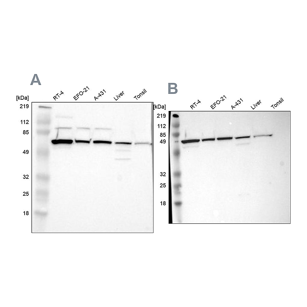 Atlas Antibodies Anti-CKAP4 Antibody