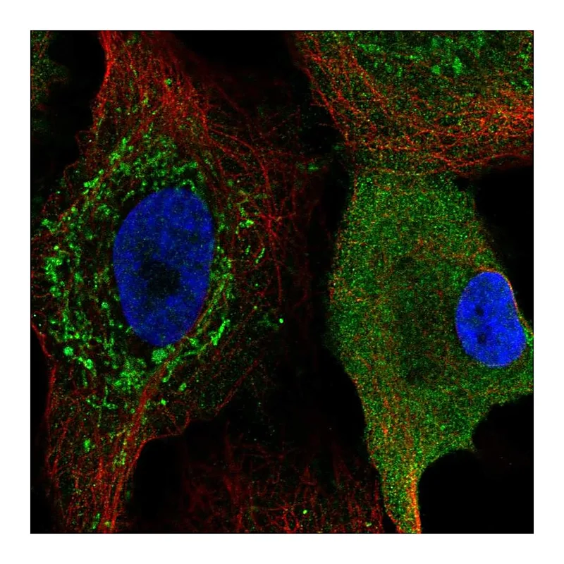 Atlas Antibodies Anti-CKS2 Antibody
