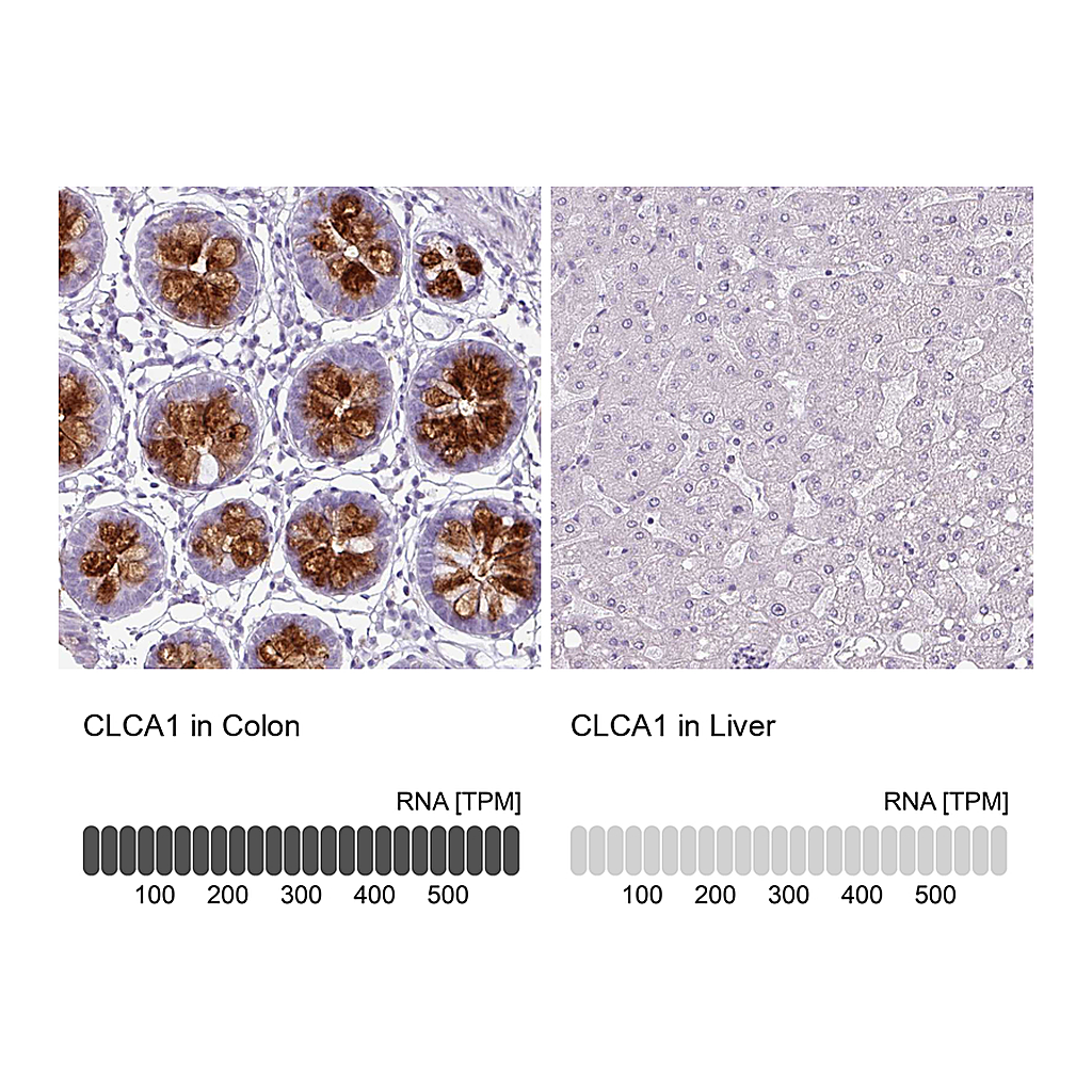 Atlas Antibodies Anti-CLCA1 Antibody