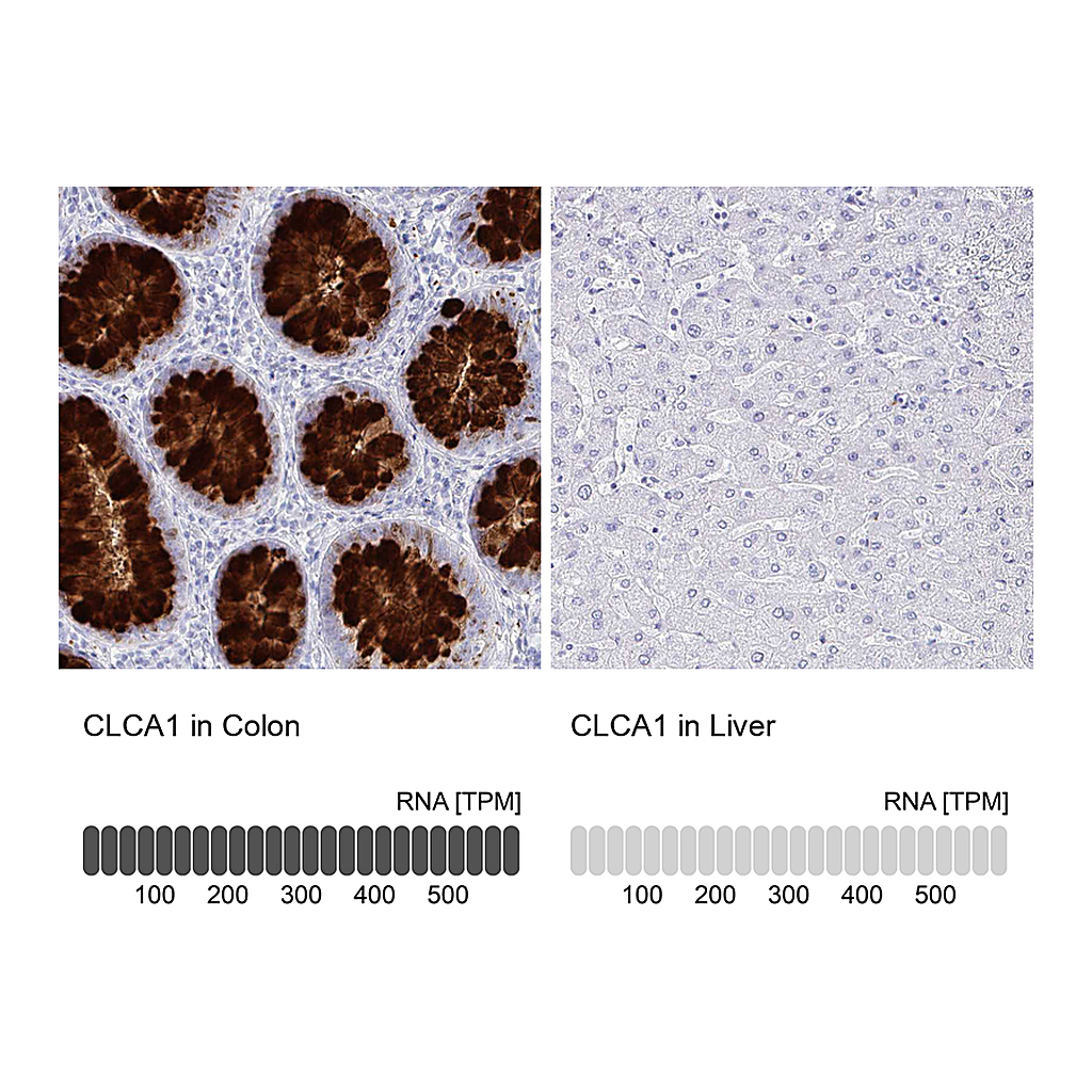 Atlas Antibodies Anti-CLCA1 Antibody