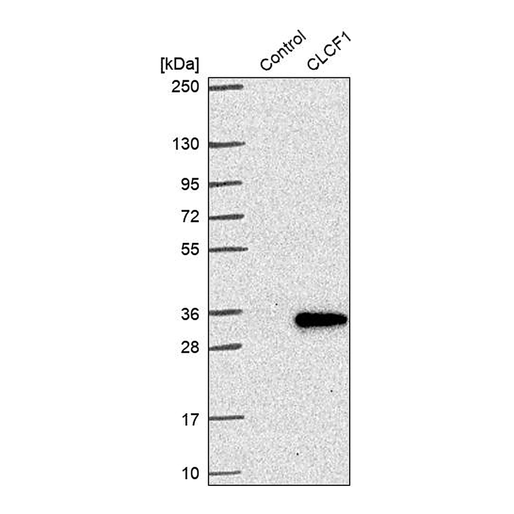 Atlas Antibodies Anti-CLCF1 Antibody