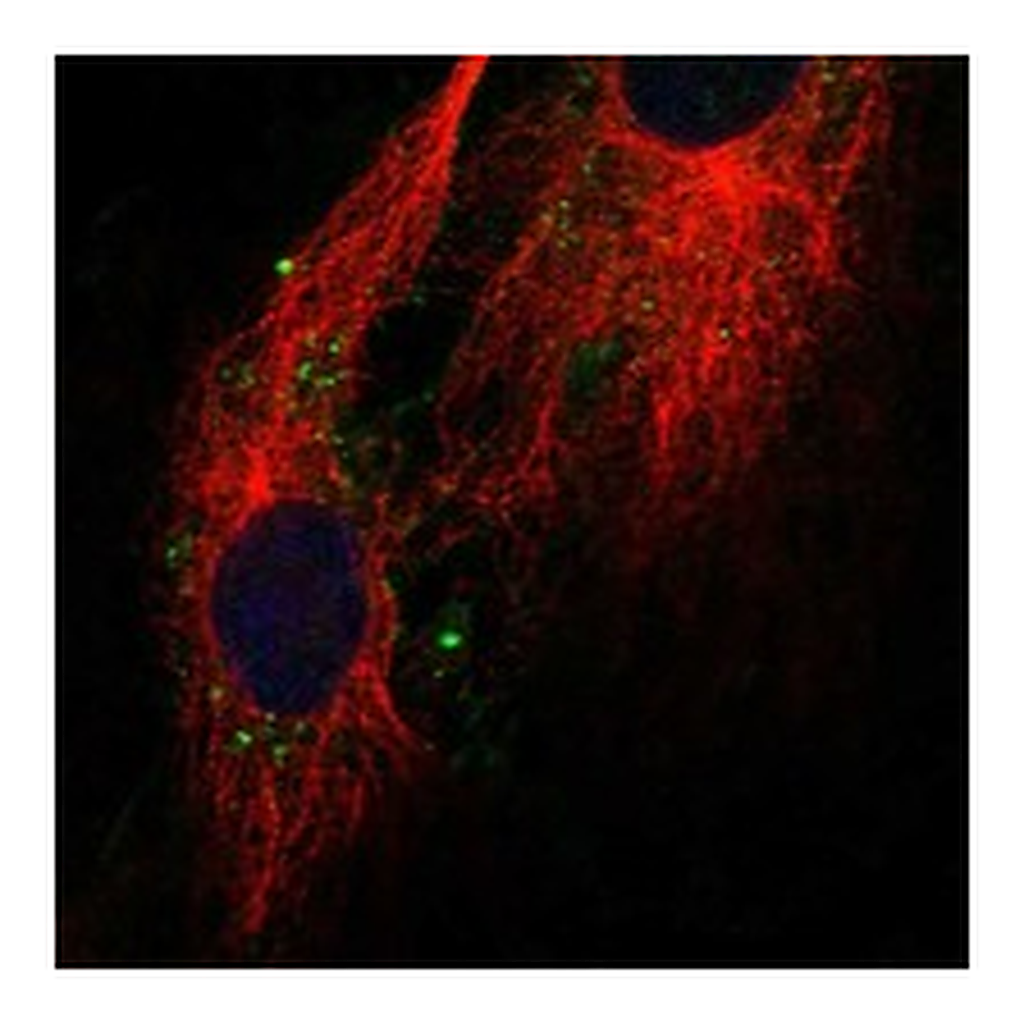 Atlas Antibodies Anti-CLDN11 Antibody