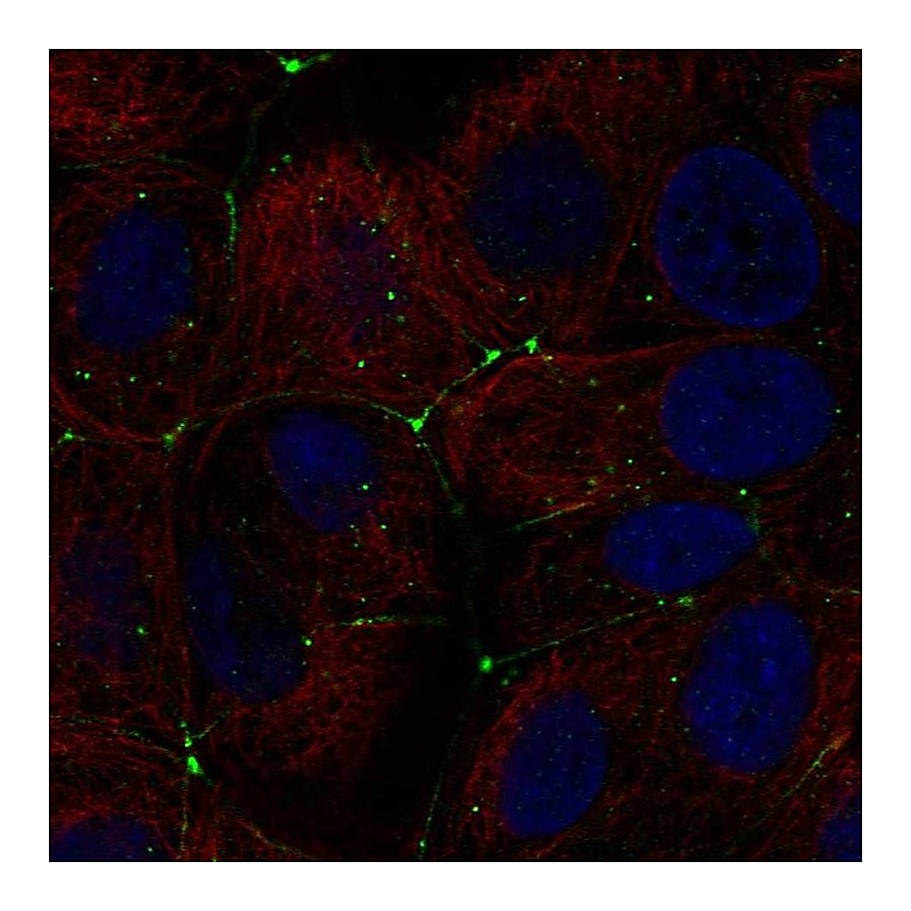 Atlas Antibodies Anti-CLDN9 Antibody