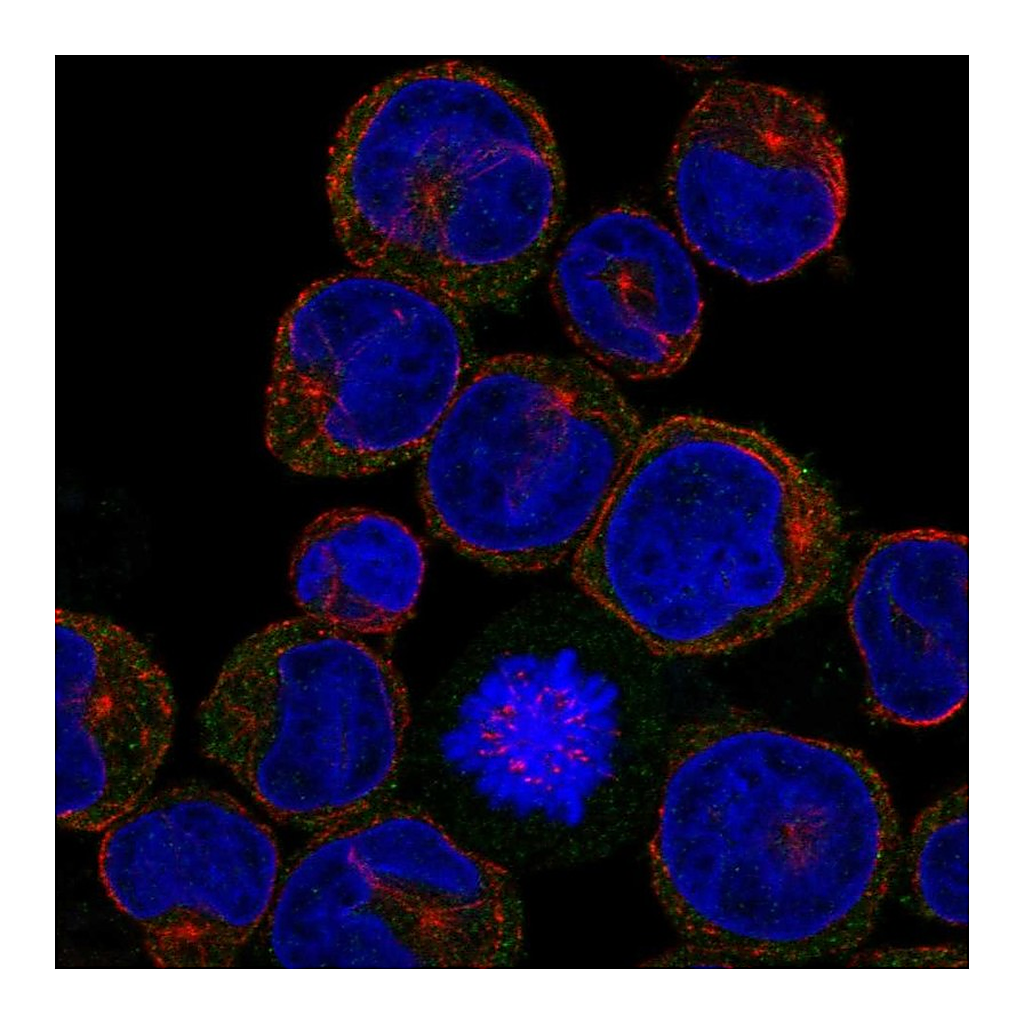 Atlas Antibodies Anti-CLEC5A Antibody