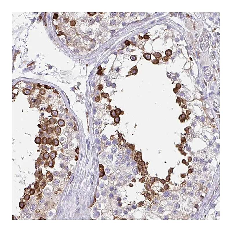 Atlas Antibodies Anti-CLGN Antibody