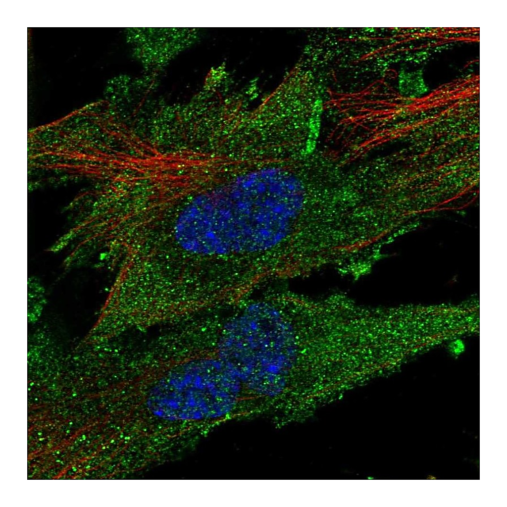 Atlas Antibodies Anti-CLIC2 Antibody