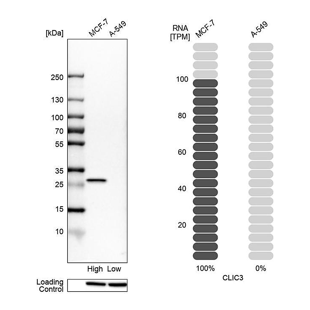 Atlas Antibodies Anti-CLIC3 Antibody