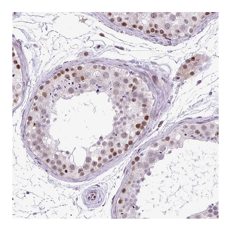 Atlas Antibodies Anti-CLK2 Antibody