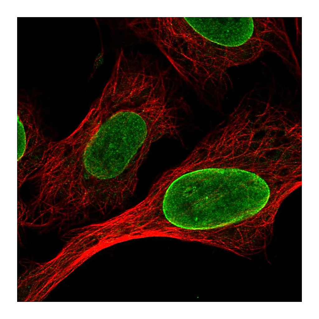 Atlas Antibodies Anti-CLK1 Antibody
