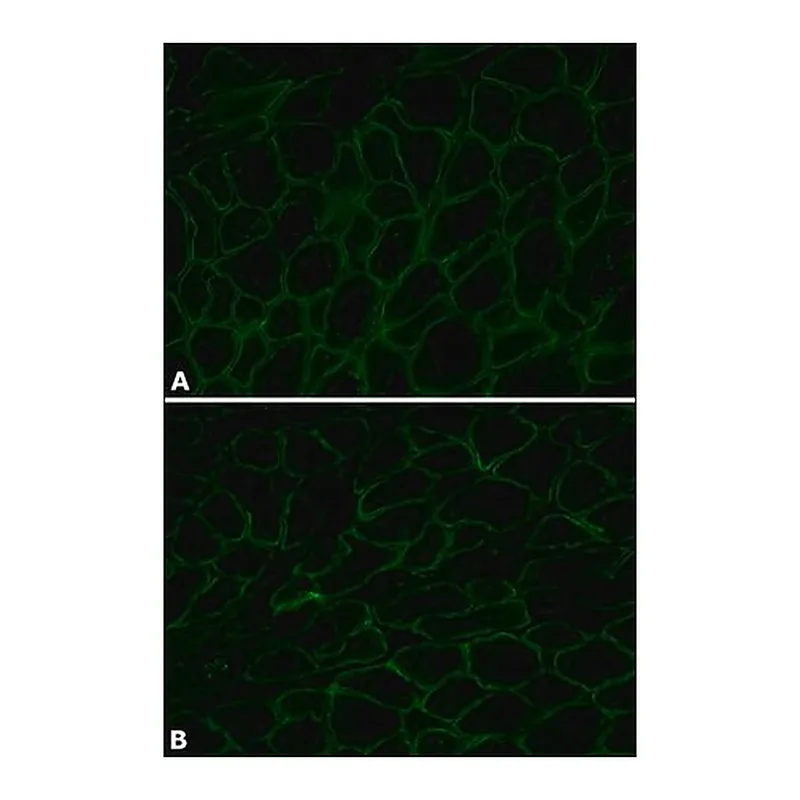 Merck Anti-Dystrophin antibody, Mouse monoclonal