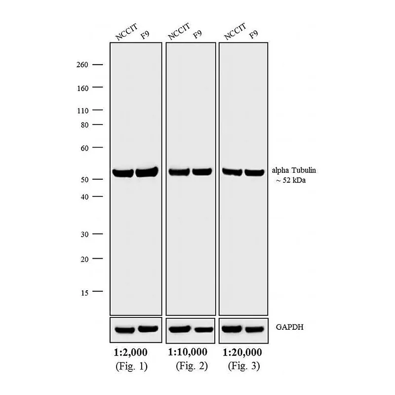 Thermo Fisher Scientific F(ab`)2-Goat anti-Rat IgG (H+L) Cross-Adsorbed Secondary Antibody, AP