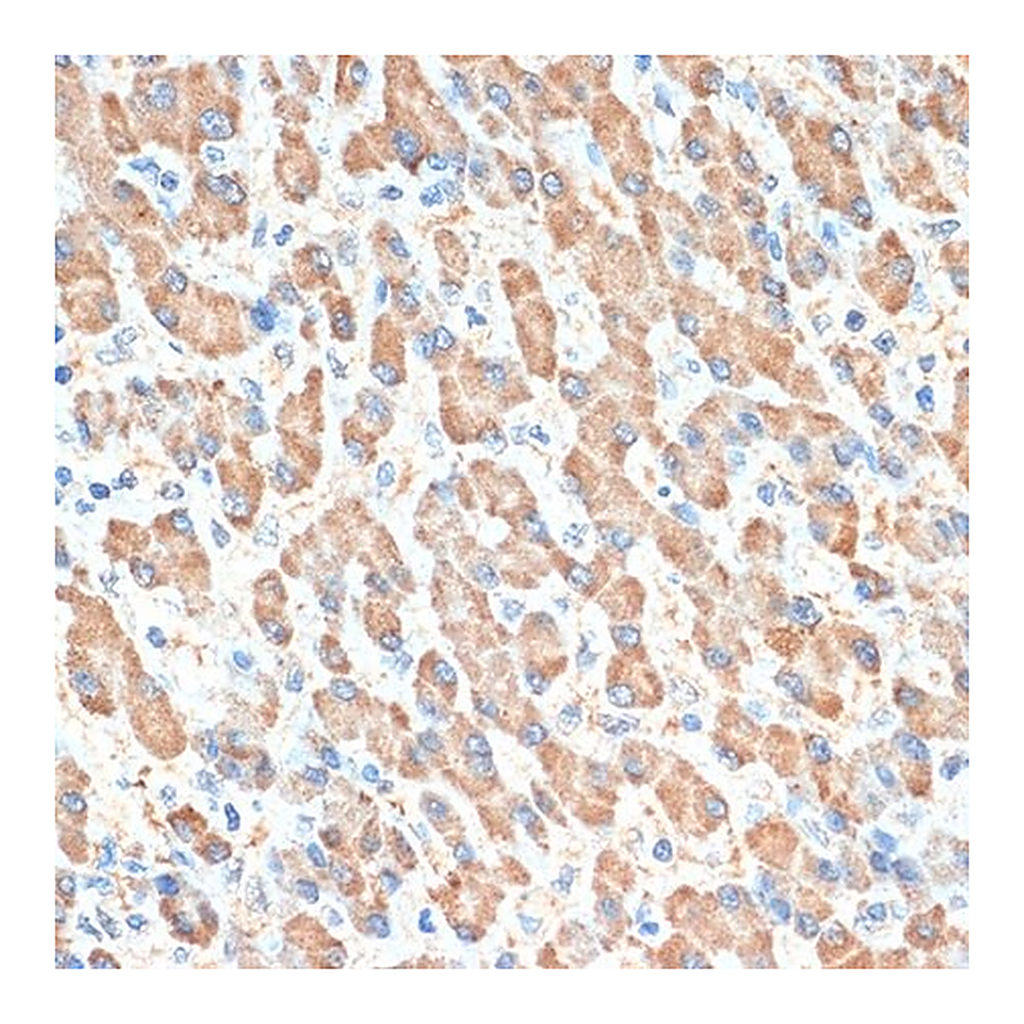 Merck Anti-PON1 antibody produced in rabbit