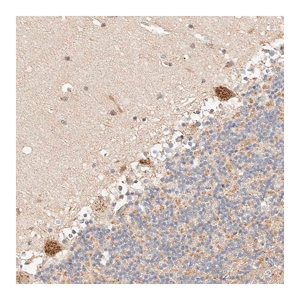 Merck Anti-FAM20B antibody produced in rabbit