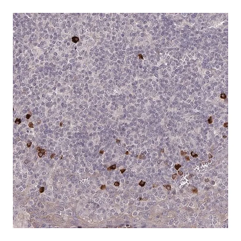 Merck Anti-HCAR2 antibody produced in rabbit