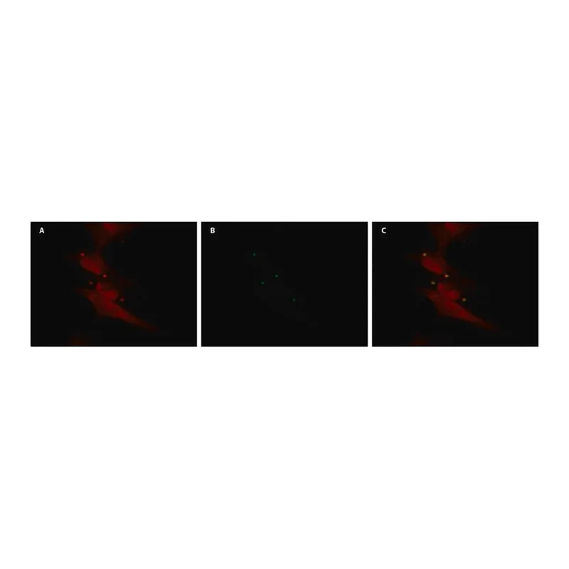 Merck Anti-EIF2C3/Ago3 antibody produced in rabbit