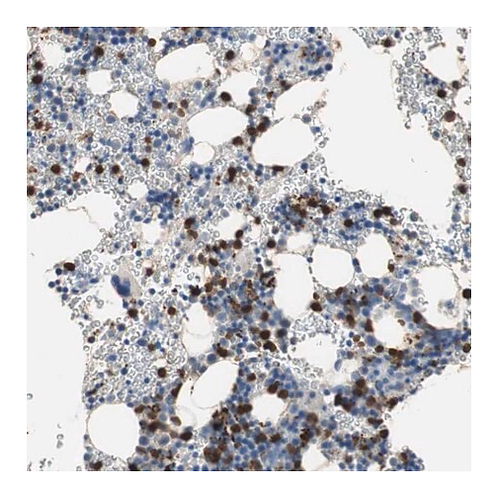 Merck Anti-CLEC4D antibody produced in rabbit