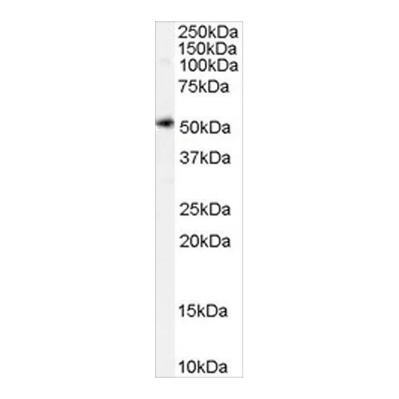 Merck Anti-SLC7A11 antibody produced in goat