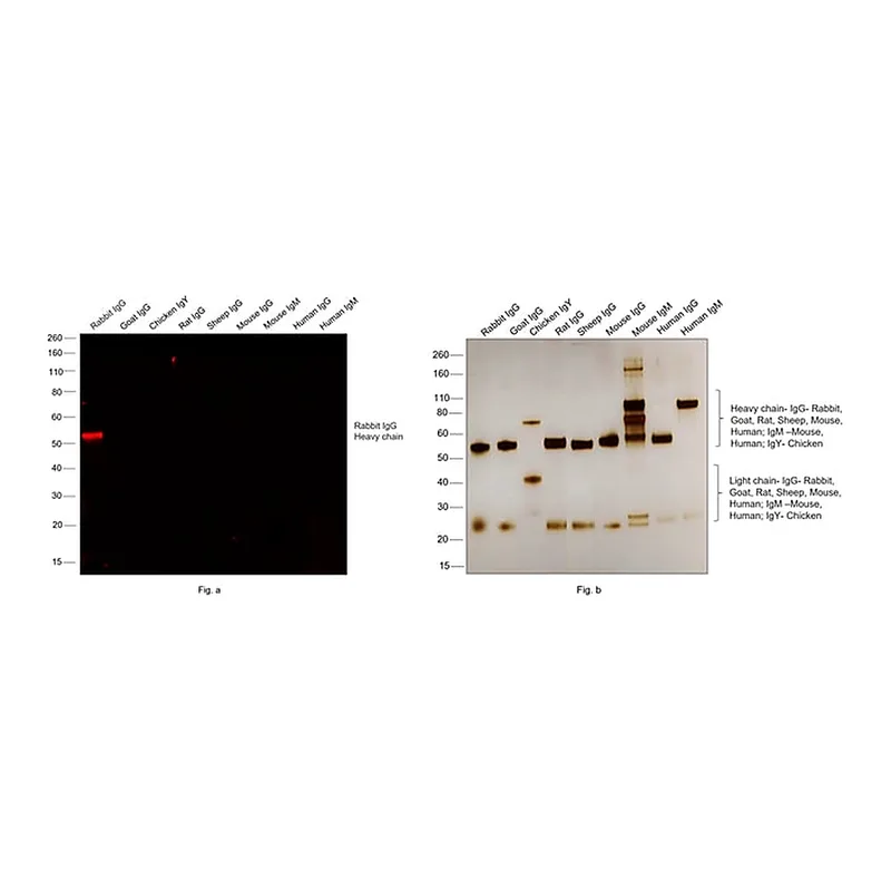 Thermo Fisher Scientific F(ab`)2-Goat anti-Rabbit IgG (H+L) Cross-Adsorbed Secondary Antibody, Alexa Fluor 555