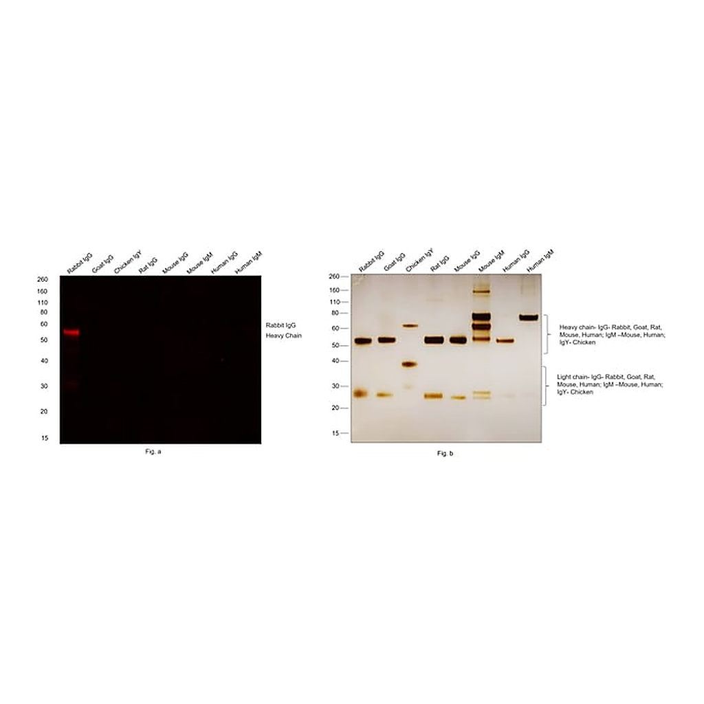 Thermo Fisher Scientific Donkey anti-Rabbit IgG (H+L) Secondary Antibody, Qdot 655