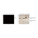 Thermo Fisher Scientific Donkey anti-Rabbit IgG (H+L) Secondary Antibody, Qdot 655