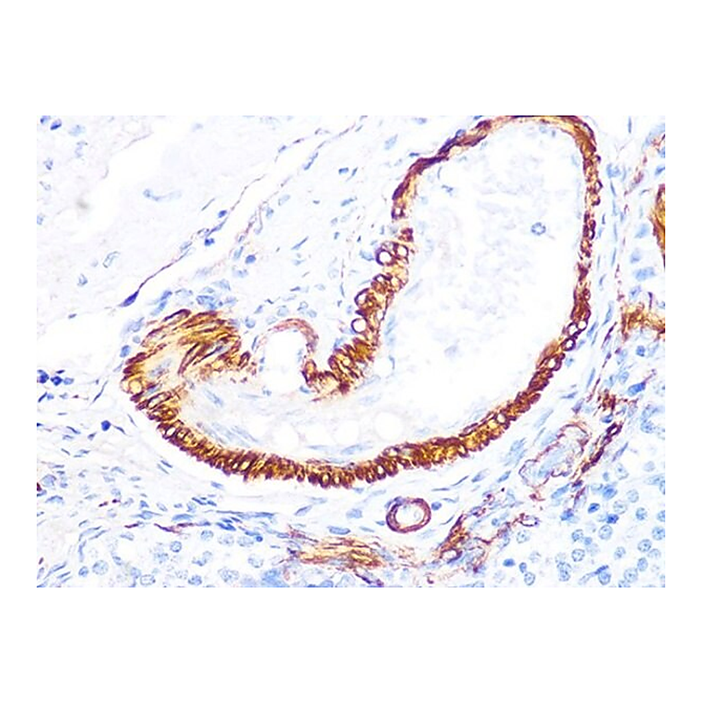 Merck Anti-LDHB antibody produced in rabbit