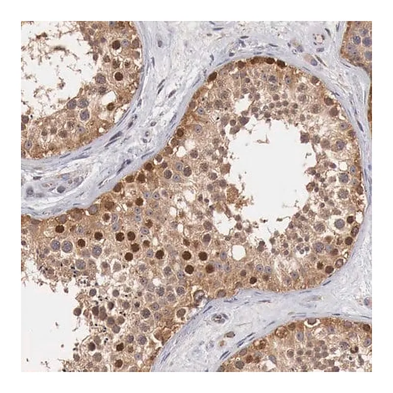 Merck Anti-CCNB3 antibody produced in rabbit