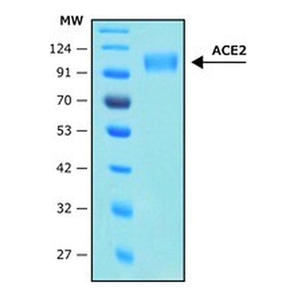 Merck ANGIOTENSIN CONVERTING ENZYME-2, ACE2