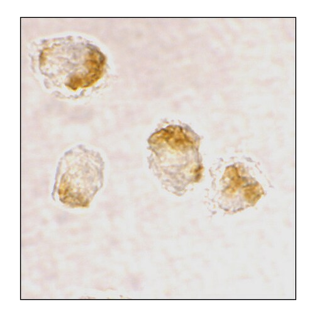 Merck Anti-Bax antibody produced in rabbit