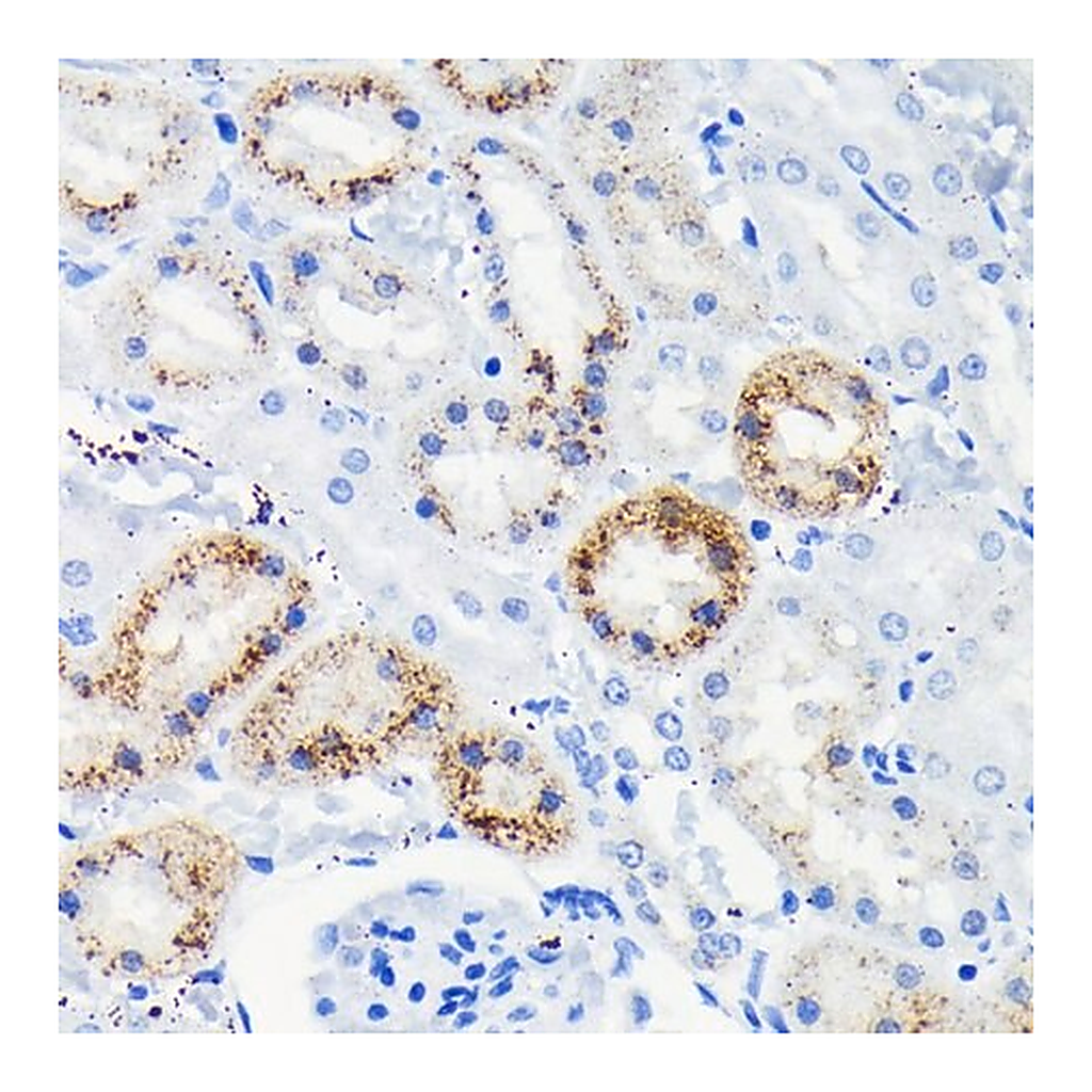 Merck Anti- Fas antibody produced in rabbit