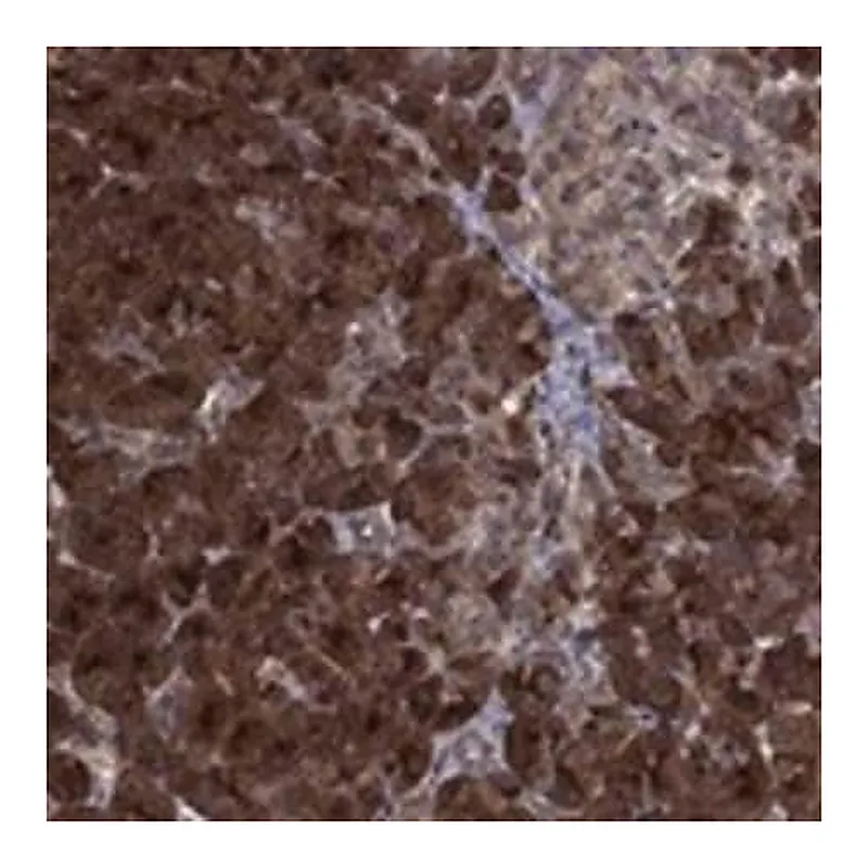 Merck Anti-TMEM33 antibody produced in rabbit