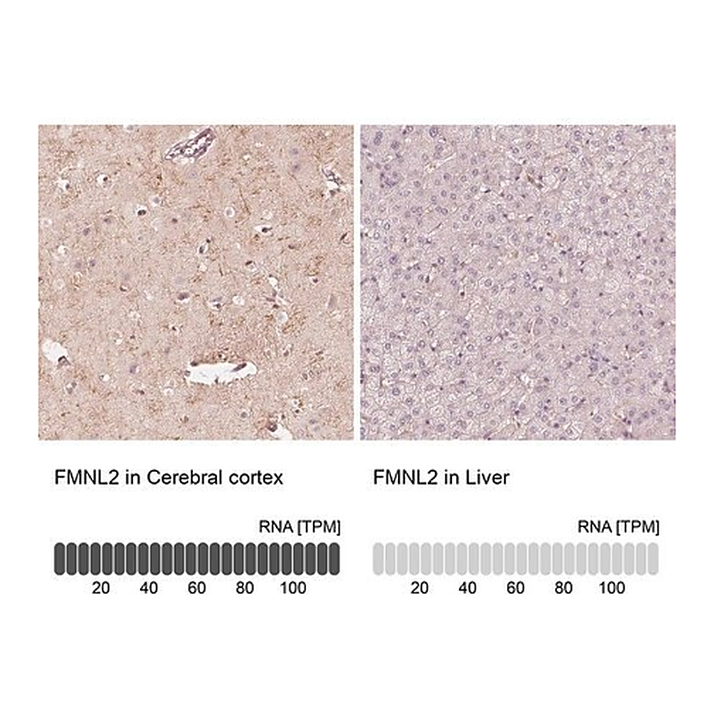 Merck Anti-FMNL2 antibody produced in rabbit