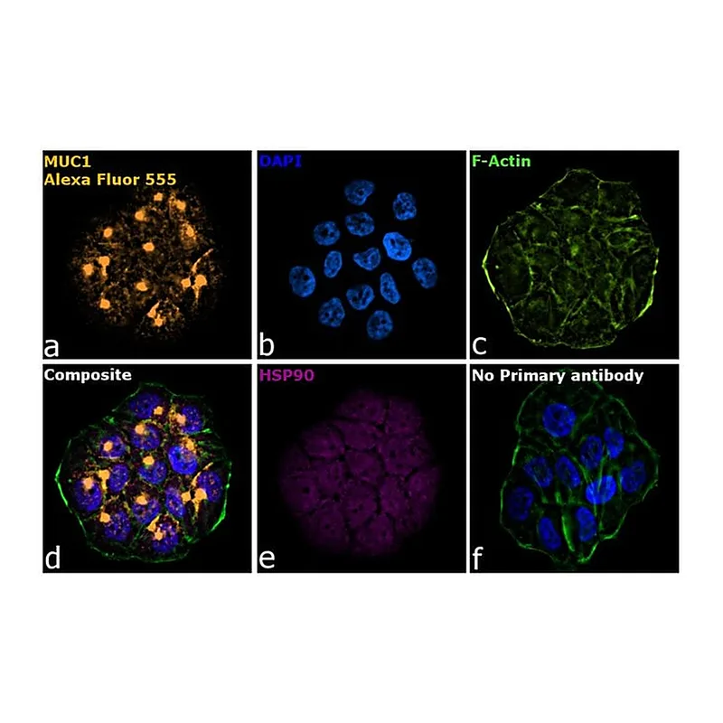 Thermo Fisher Scientific Goat anti-Armenian Hamster IgG (H+L) Highly Cross-Adsorbed Secondary Antibody, Alexa Fluor 555