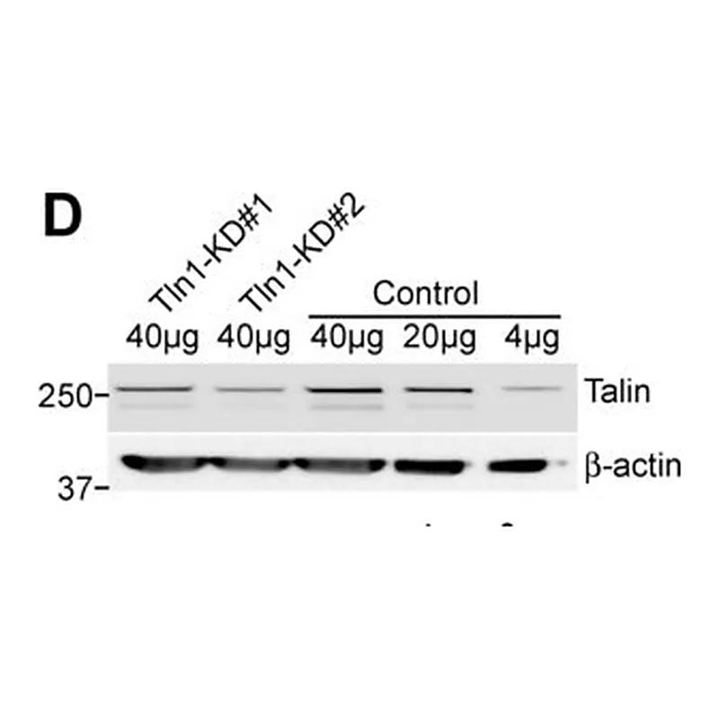 Merck MONOCLONAL ANTI-TALIN, CLONE 8D4