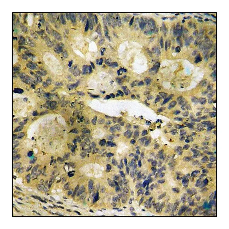 Merck Anti-phospho-PLD2 (pTyr169) antibody produced in rabbit
