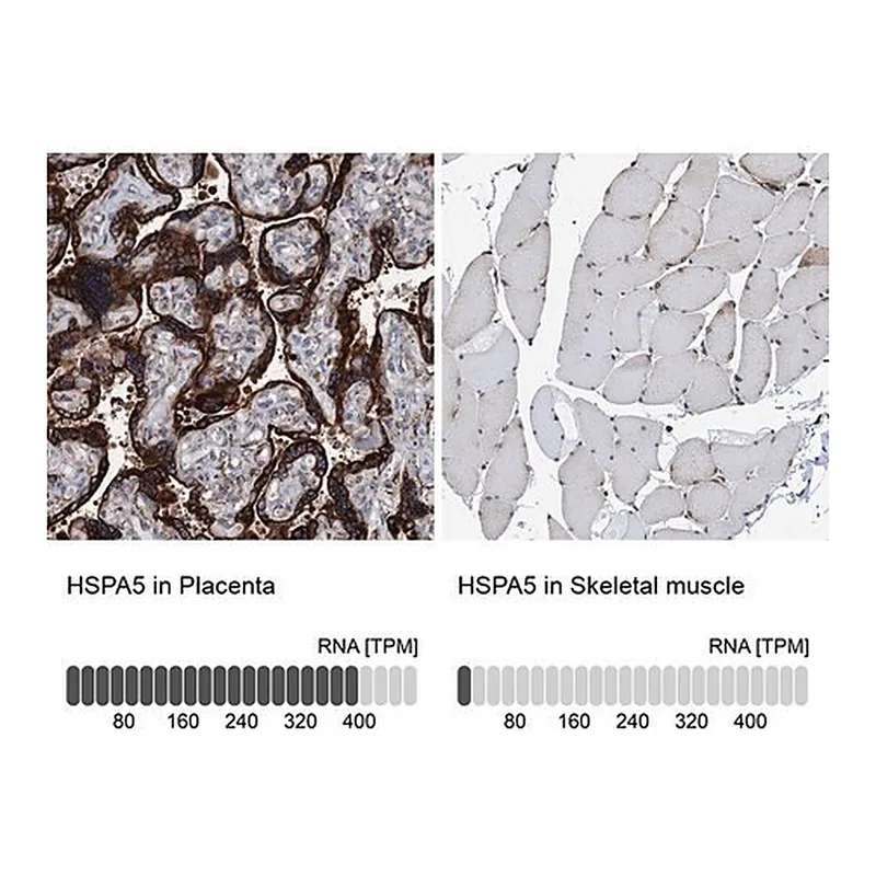 Merck Anti-HSPA5 antibody produced in rabbit