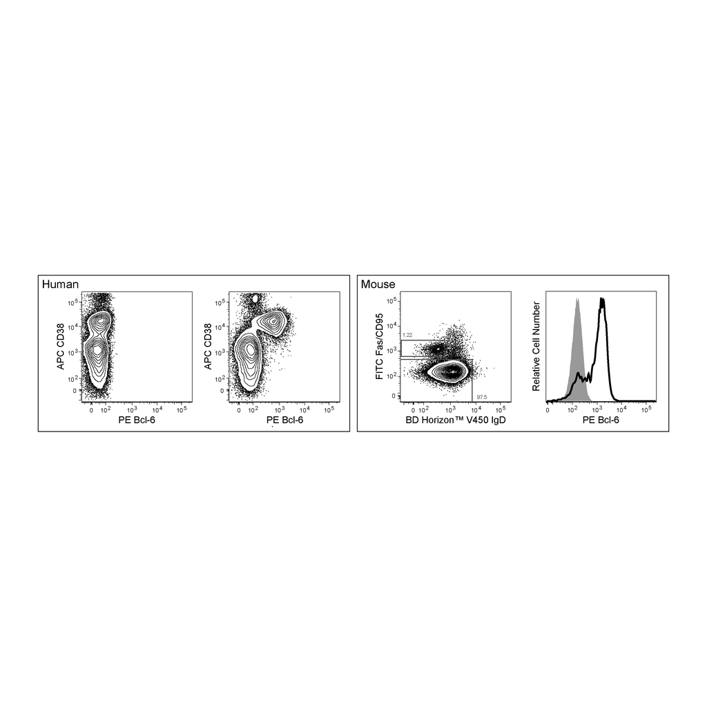 BD PE Mouse anti-Bcl-6