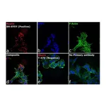 Thermo Fisher Scientific F(ab`)2-Goat anti-Mouse IgG (H+L) Secondary Antibody, Qdot 605
