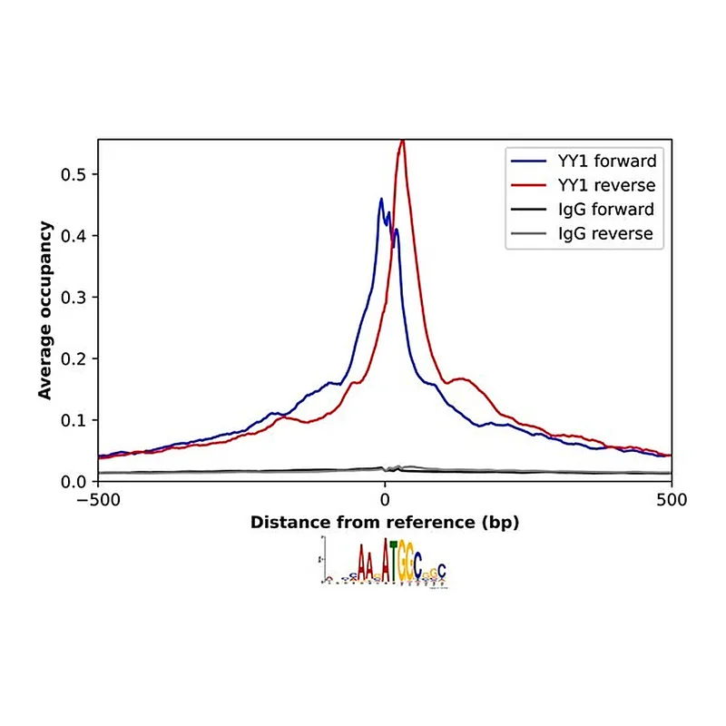 Merck Anti-YY1 antibody produced in rabbit